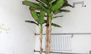 热带季风气候的植物有哪些 热带植物有哪些